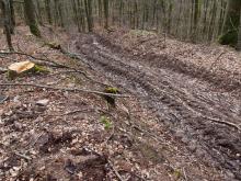 Tiefe Spuren nach Holzeinschlag in Steillage