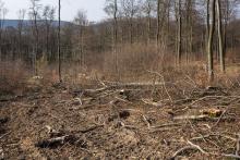 Fällen alter Buchen im Harrl