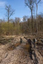 Fällen alter Buchen im Harrl