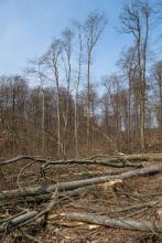 Fällen alter Buchen im Harrl