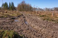 Großkahlschlag bei Helmarshausen (Bad Karlshafen)