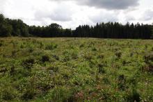 Wiederaufforstung der Rodungsfläche mit Rotbuchen und Fichten (oder Douglasien)