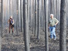 Abgebrannter Kiefernplantage westlich von Klausdorf