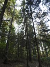 EIn Teil des Waldes, der für die Erweiterung von Harzdrenalin gerodet werden soll.