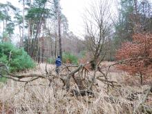 Der Langener Bannwald ist Struktur- und Artenreich.
