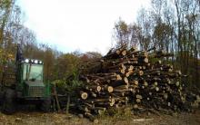 Erste Rodungsarbeiten im Treburer Oberwald im Novemeber 2019. Foto: Peter Illert