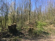 Laubbaumfällung gesunder Bäume am Wegesrand