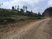 Hitze, Trockenheit und Ödnis nach der Rodung