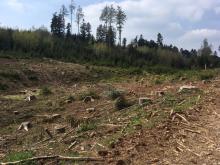 Trockenheit nach der Rodung