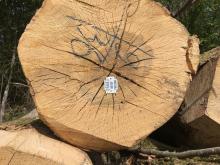 Laubbaumfällung am Wanderweg und Vermarktung