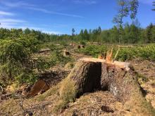 Fällung alter gesunder Bäume