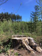 &quot;Alter Baum&quot;