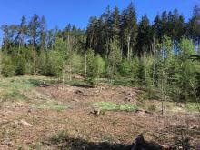 Trockenheit nach Rodung