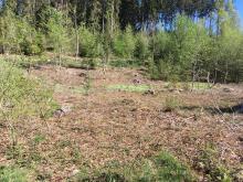 Ausgetrockneter Boden nach Baumfällungen