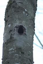 in dem bedrohten Waldstück gibt es über 40 Biotopbäume pro Hektar