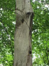 Neben dem Siebenschläfer lebt hier u. a. die Bechsteinfledermaus und der Schwarzspecht