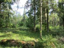 Auf der Trasse befindet sich der ein Feuchtbiotop, stabiler Mischwald (wald der Zukunft) und eine Lichtung.