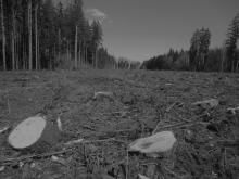 Für das Nasslager wurden knappe 3 Hektar gerodet