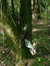 Wuchshüllen nicht entfernt, inzwischen mit Jungbäumen verwachsen