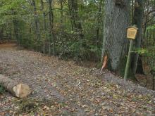 Rückeschaden an für Wanderer ausgezeichneter Traubeneiche