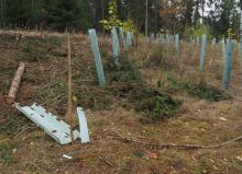 Zukünftiges Mikroplastik im Boden