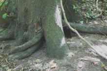 Zwischen den Wurzelanläufen befinden sich Eingänge von Tieren