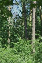 Ein Ausschnit des Waldbildes mit Kiefern, Berg-Ahorn, etc.
