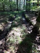 Harvester_Spuren_50cm