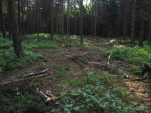 Abseits von Rückegassen kreuz und quer zerfahrener Waldboden