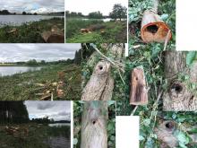Zerstörung von Ufervegetation, Fällung von Höhlenbäumen