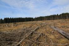 Einer der Kahlschläge