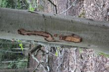 Exempl. Rückeschaden am Restbaumbestand