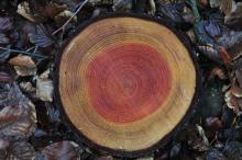 Fast alle alten Buchen im Schirmschlag entnommen