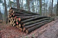 Eichen auf dem Polder