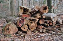 Aufpoldern von Höhlenbäumen bei der Holzernte