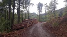 Stapelweise Holz auf einer Weglänge von 500 m