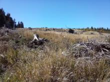 Kahlschlag mit Grasbewuchs