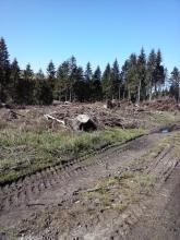 Kahlschlag und Wegeschaden