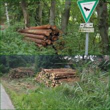 Holzlagerung im NSG, am Weiherufer im Röhricht