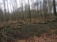 junge Buchen, gefällt