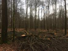 junge Buchen, gefällt, 2