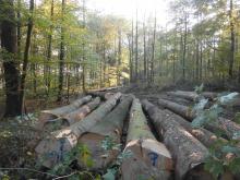 Gesunde Altersmischung wird vernichtet