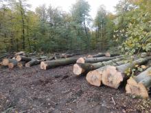 Fast vollbracht - alle etwas älteren und größeren Buchen sind entfernt