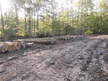 Alle größeren Buchen werden &quot;geerntet&quot;!