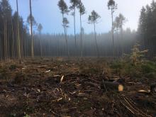 Kahlschlag im Wald zwischen B260 und Römerkastell