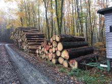 Kahlschlag im Wald zwischen B260 und Römerkastell