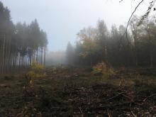 Kahlschlag im Wald zwischen B260 und Römerkastell