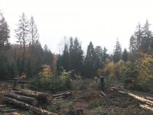 Kahlschlag im Wald zwischen B260 und Grebenroth