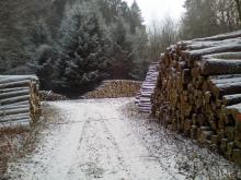 Holzlager Winter 2018/19 nach Harvesterrodungen
