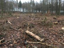 Kahlschlag im Wald bei Laufenselden